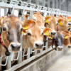 Рекордный 1 миллион тонн молока произвели в Воронежской области