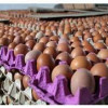 Птицефабрика в Буйнакском районе Дагестана увеличила производство яиц до 20 млн штук в год