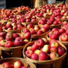 Производство яблок продолжает расти