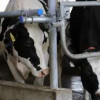 В Рязанской области открыта вторая очередь молочного комплекса «Вакинское Агро»