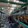 Ярославское ООО «Агромир» запустило после реконструкции молочный комплекс «Курба» на 1400 голов