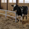 Кировское сельхозпредприятие «Дружба» запустило молочную ферму на 200 голов