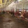 На Горном Алтае открылась новая молочная ферма