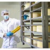 Компания «Грин Агро-Сахалин» запустила промышленное производство сыров