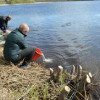 Три миллиона мальков щуки выпустили в озеро в Пустошке Псковской области