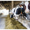ООО «Приамурье» запустило отделение молочной фермы на 490 голов КРС