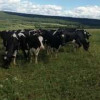 СПК «Искра» построил молочную ферму на 200 голов в Свердловской области