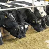 Вологодское предприятие запустило животноводческий комплекс на 520 голов