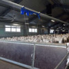 В Адыгее открыли второй товарно-молочный комплекс на 3 тысячи коз