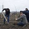 Первые 10 гектаров фруктового сада были высажены в поселке Тепличное ЛНР