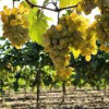 В Краснодарском крае собрали рекордные 280 тысяч тонн винограда