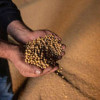 Амурская область собрала рекордный урожай сои