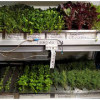 Петербургские ученые разработали мини-фитотехкомплекс для выращивания овощей даже в жилых помещениях