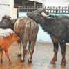 В Дагестане открыли первую буйволиную ферму