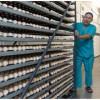На птицефабрике «Сибагро» в Кемеровской области получило первое инкубационное яйцо