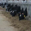 Новая животноводческая ферма Часовное на 650 голов с доильным залом открылась в Вологодской области