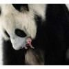 Первый в истории России детеныш большой панды родился в Московском зоопарке⁠⁠