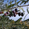 Маслиновый цвет: российские ученые расшифровали геном крымской оливы