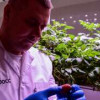 Разработку для круглогодичного выращивания семенного картофеля одобрили в Сколково