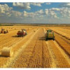 В России сбор зерна в 2023 году составил 142,6 млн тонн
