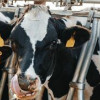 «Нероферма» запустила молочно-товарный комплекс в Ростовском районе Ярославской области