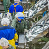 Производство рыбной продукции в России за 11 месяцев 2023 года увеличилось на 9% — до 4,1 млн тонн