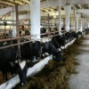 На юге Карелии восстановлена молочная ферма на 400 голов крупного рогатого скота